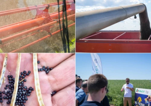 Żniwa pokazały różnice odmianowe. Na nowy sezon wybieraj stabilne odmiany i zadbaj o dobry start rzepaku