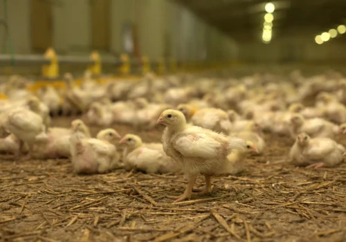 52 ogniska rzekomego pomoru drobiu i ponad 3,7 mln uśmierconych ptaków. Co z pomocą dla rolników?