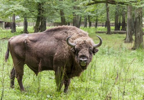 Puszcza Białowieska – ciekawostki i co warto zobaczyć
