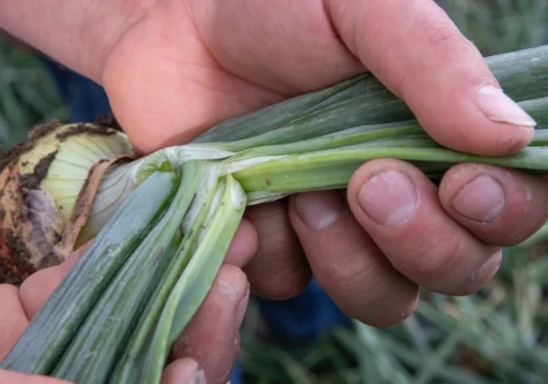 Ludzie zjeżdżają do tego rolnika na samozbiory. Czeka ponad 350 ton