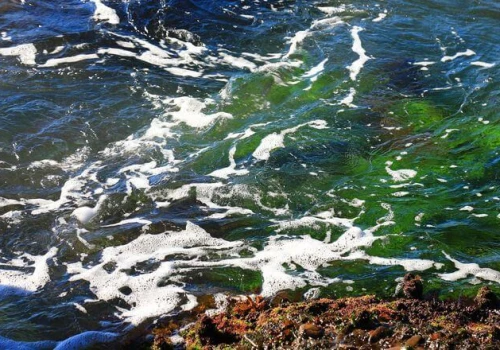 El Niño uderza w podstawę oceanicznego łańcucha pokarmowego. Co dzieje się z planktonem?