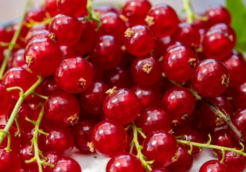 Tak szybko obierzesz porzeczki. W mig odejdą od szypułek