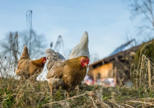 Jak pogodzić ekologiczny chów drobiu z bioasekuracją? Ministerstwo wyjaśnia