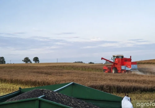 Ceny rzepaku 11.08.2026. Skupy dzieli już 110 zł/t. Gdzie płacą najwięcej?