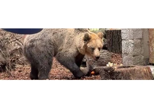 Nowy lokator w ZOO Wrocław! Przyjechał niedźwiedź brunatny Artur