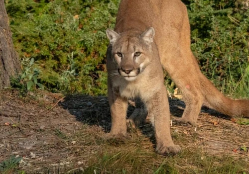 Alarm na Mazowszu. W lasach może grasować puma
