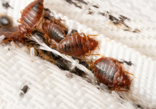 Blokuje otwory oddechowe pluskiew. Badacze na tropie nowego sposobu walki z insektami
