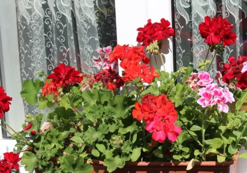 Dwie łyżki wystarczą. Pelargonie w mig pokryją się kolorowymi kwiatami