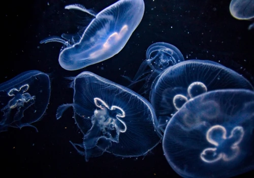 Meduzy wyłączyły największą francuską atomówkę niemal do zera. Przyczyną jest zmiana klimatu