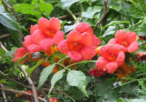 Posadziłam je przy ogrodzeniu i po roku prawie go nie było widać. To pnącze rośnie w zaskakującym tempie