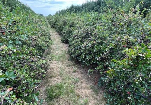 Aronia gotowa do zbioru. Znamy też ceny! Czy spełniają Twoje oczekiwania?