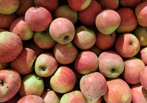 Tyle dostaniesz za Piros, Paulared, Sander i Julię. Platinum Fruits podało ceny zakupu