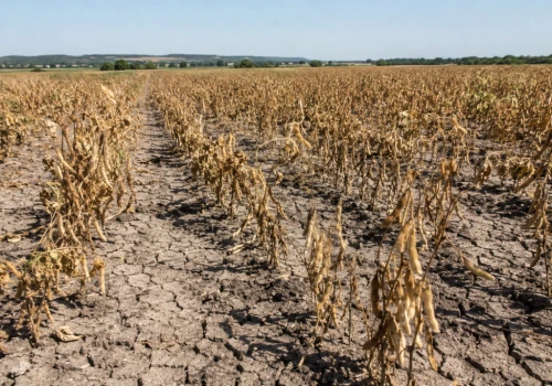 Katastrofa na plantacjach fasoli. Rolnicy domagają się pilnych rekompensat