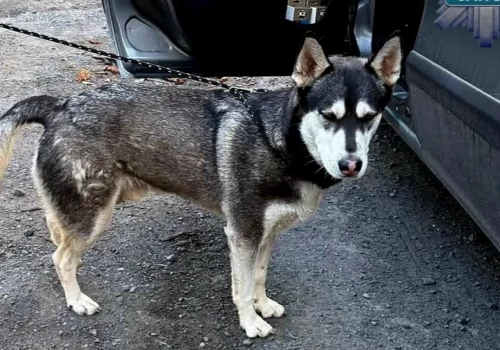 Mężczyzna odpowie za porzucenie psa husky
