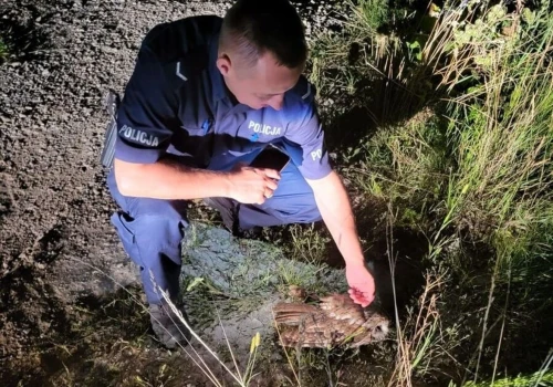 Każde zgłoszenie ma znaczenie - policjanci pomogli rannej sowie