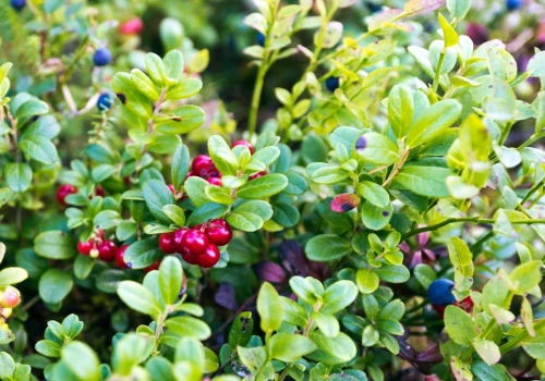 Borówka brusznica małe czerwone owoce, wielkie możliwości. Poznaj ją