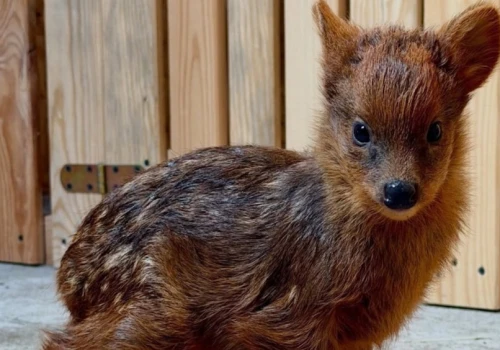 Najmniejszy jelonek z warszawskiego ZOO ma już imię. Jest przeurocze, jak on sam