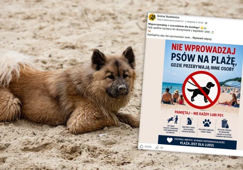 Zakazują wprowadzania psów na plaże. Co na to prawo? 