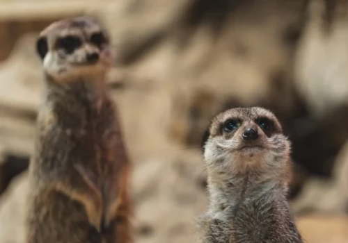 Hakuna matata by nie przeszła. Wrocławskie surykatki pilnują stada i pracują na zmiany