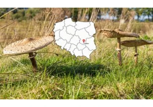 W lasach pojawiły się kanie. Gdzie szukać pierwszych okazów już w sierpniu?