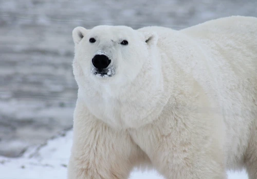 Wysoka kara dla turysty, który obudził niedźwiedzia polarnego