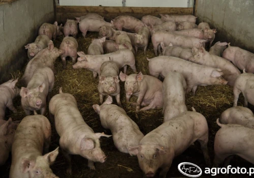 Ceny tuczników dzisiaj. Do 6 zł/kg w skupach. Ekspert nie wyklucza dalszych podwyżek