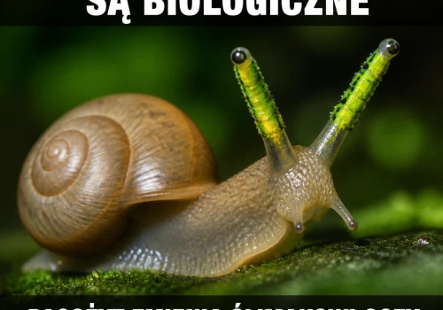Ślimak ma oczy sponsorowane przez pasożyta
