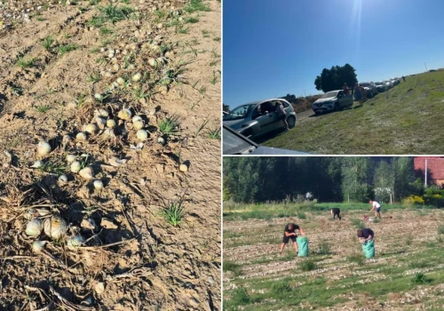 Skup dawał 20 gr/kg. Rolnik zostawił plon z 10 ha na polu, teraz sprzedaje po 1 zł