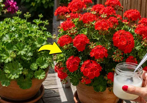 Pelargonie mają tylko liście? Wlej to, a natychmiast obsypią się kwiatami