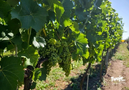 Śledź z białym winem, a paprykarz z różowym. Przed nami 4. edycja Weekendu Otwartych Winnic