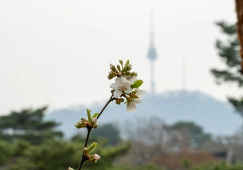 Korea Południowa już planuje erę po boomie na AI. Kubity, mózg-komputer i Księżyc