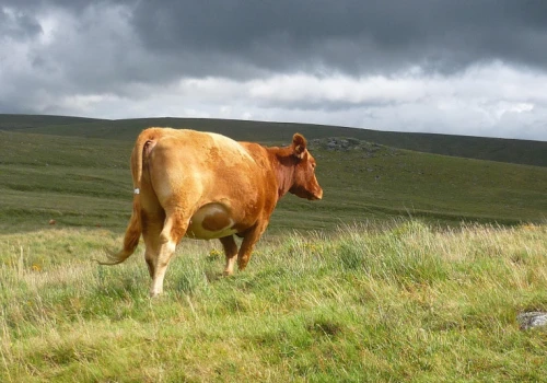 W Czechach najniższe zbiory od 14 lat. Z powodu suszy brakuje pasz dla zwierząt