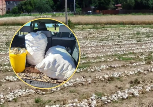 Zaoferowali mu szokującą cenę. Zdesperowany rolnik oddaje cebulę prawie za darmo