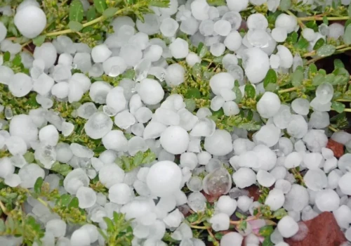 Blisko 40 rolników zgłosiło szkody po gradobiciu. To już około 600 ha