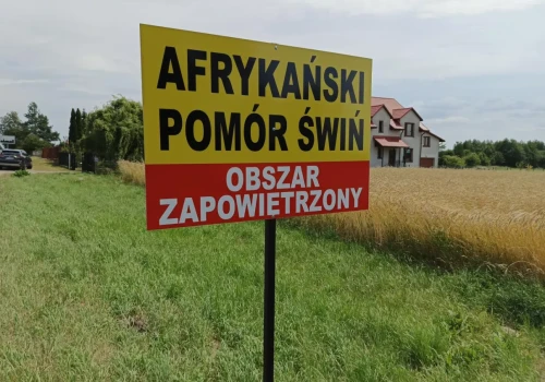 Czwarte ognisko ASF u świń w Polsce. Gdzie uderzył wirus?