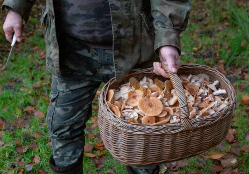 Jak zbierać grzyby, by uniknąć zatrucia? O tym musisz pamiętać