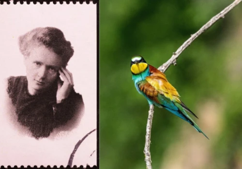 Skłodowska-Curie czy ptaki żołny? Ważą się losy nowych banknotów euro