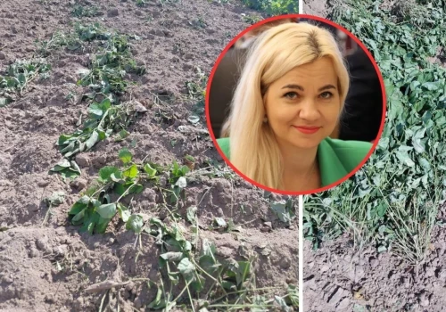 Nawet 100 proc. strat w uprawie fasoli. Rolnicy: „Nie wiadomo, co robić”
