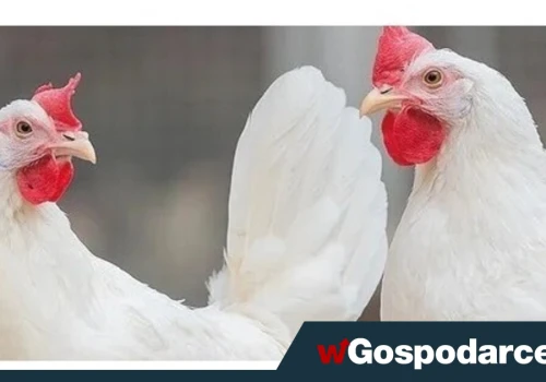 Polska oficjalnie wolna od ptasiej grypy!