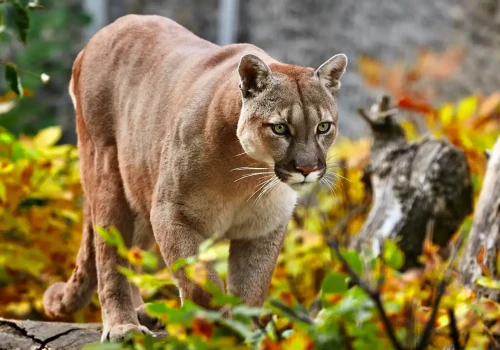 Puma pod Warszawą! To już pewne – jest oficjalny komunikat. Pilny apel do mieszkańców, służby szukają zwierzęcia