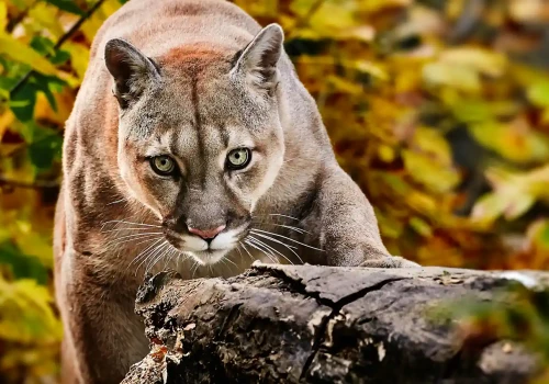 Puma pod Warszawą. Czy zwierzę może dotrzeć do stolicy?