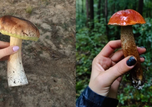 Poradnik zbierania grzybów. Jak uniknąć zatrucia?