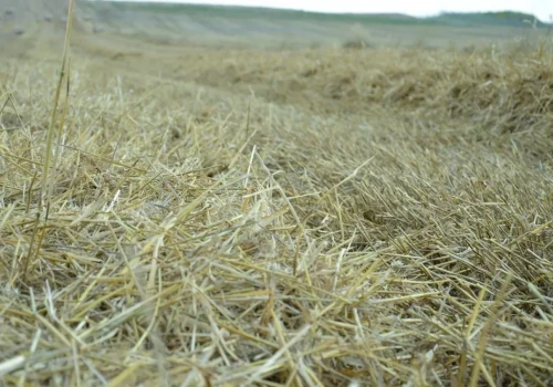 Ile składników zostaje w słomie pszenicy? Na hektar wraca nawet 70 kg potasu
