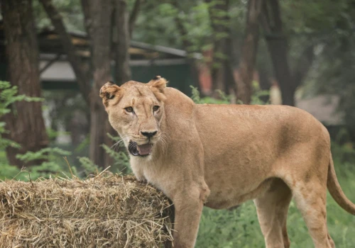 Zoo zostało zamknięte po aferze. 30 lwów i tygrysów zostanie przeniesionych
