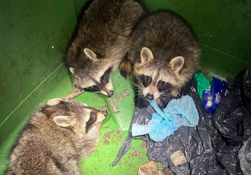 Uratowali 3 szopy i je wypuścili