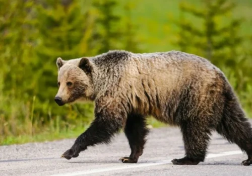 Bieszczady cierpią z powodu inwazji drapieżników