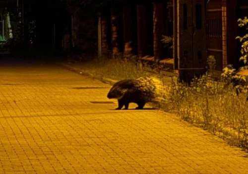 Łomianki. Nocą tupta… jeżozwierz. Egzotyczny zwierz został zaopiekowany