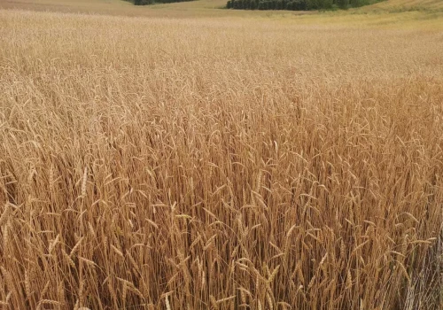 Susza i upały zmieniają polskie rolnictwo. Te dawne zboża mogą wrócić na pola