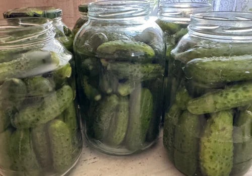 Wystarczy tylko ten dodatek. Ogórki kiszone będą chrupiące i aromatyczne
