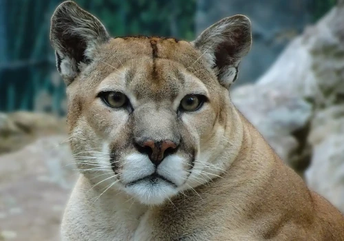 Puma zaledwie 25 kilometrów od Warszawy? Dwie gminy wydały oficjalne ostrzeżenia